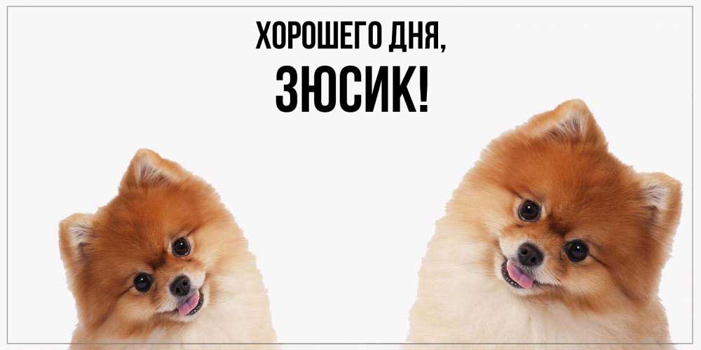 Открытка  для любимых и родных. зюсик, Хорошего дня  