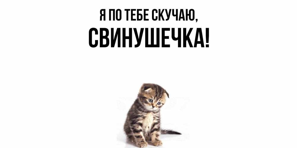 Картинка Я по тебе скучаю, свинушечка