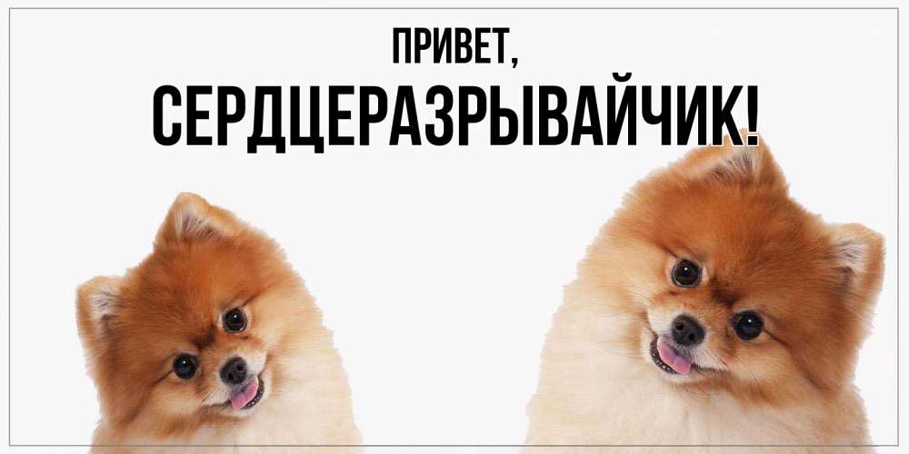 Открытка  для любимых и родных. сердцеразрывайчик, Привет  