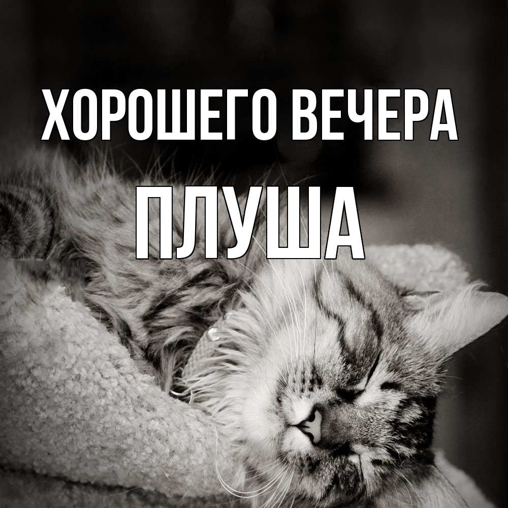 Картинка Хорошего вечера, плуша