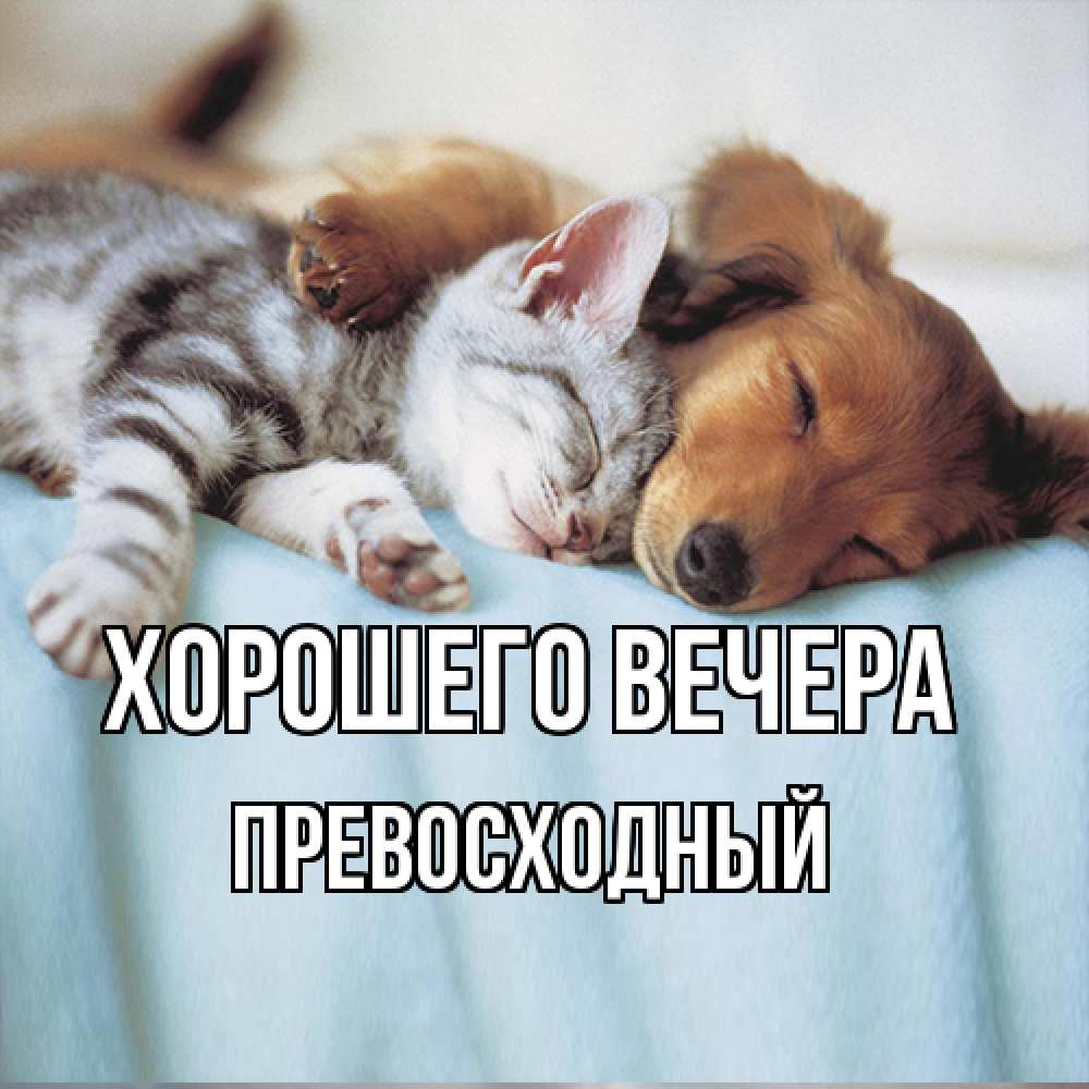 Открытка  для любимых и родных. превосходный, Хорошего вечера  