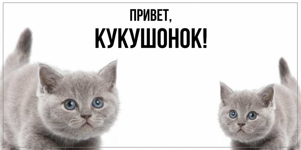 Открытка  для любимых и родных. кукушонок, Привет  