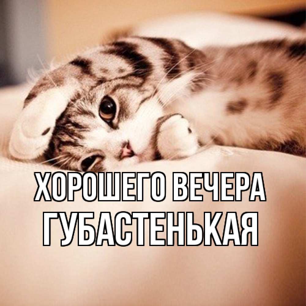 Открытка  для любимых и родных. губастенькая, Хорошего вечера  