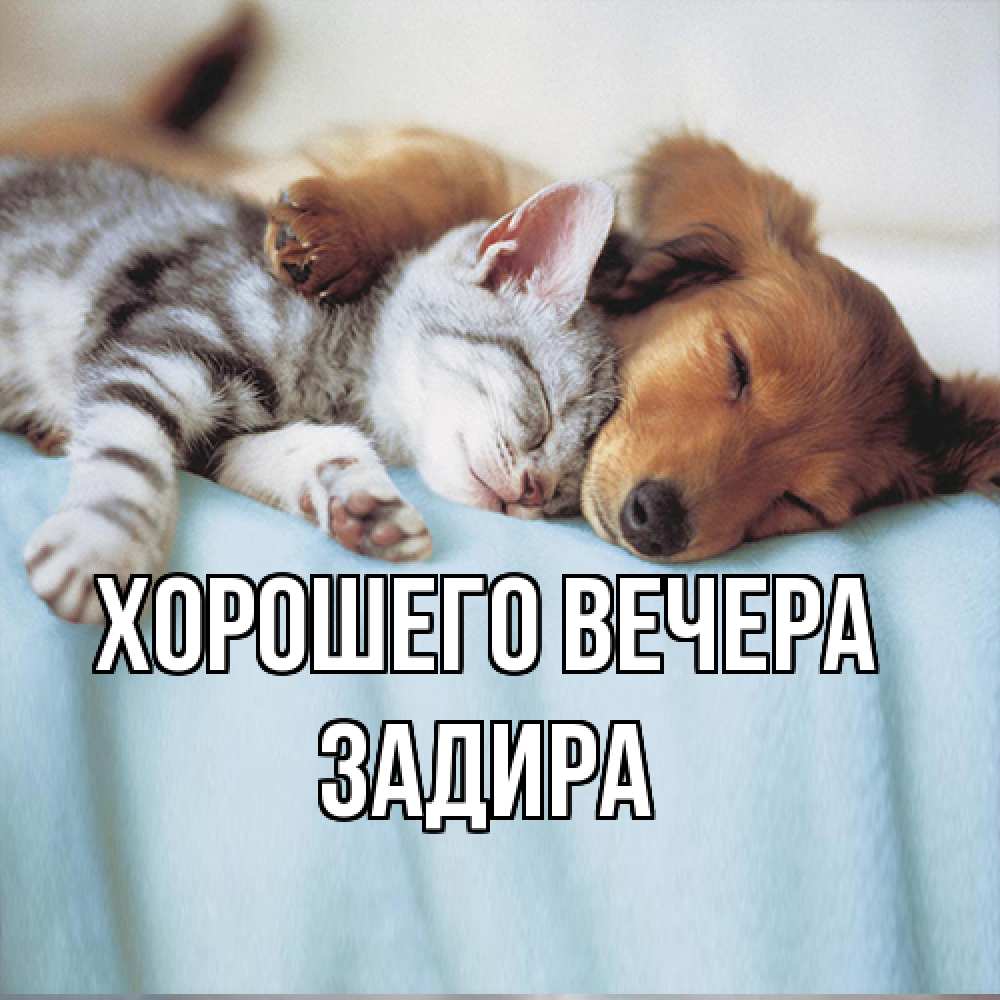 Открытка  для любимых и родных. задира, Хорошего вечера  