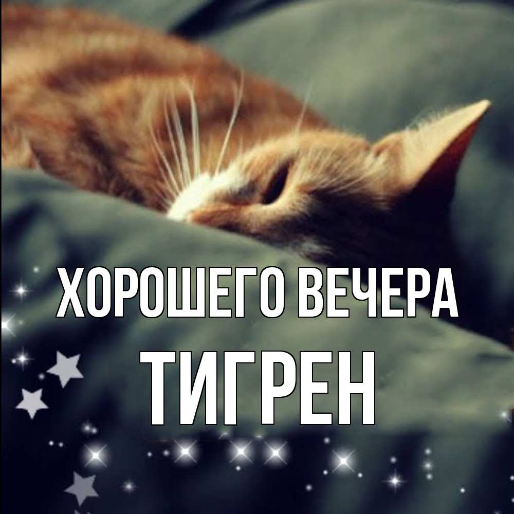 Открытка  для любимых и родных. тигрен, Хорошего вечера  