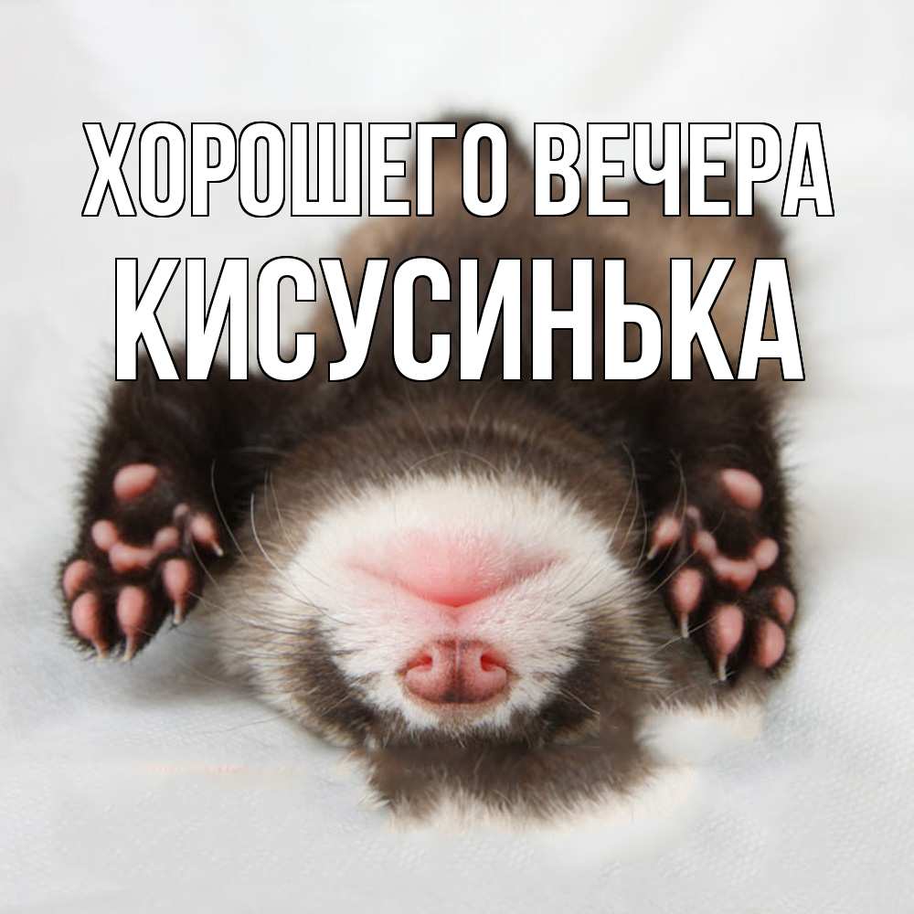 Открытка  для любимых и родных. кисусинька, Хорошего вечера  
