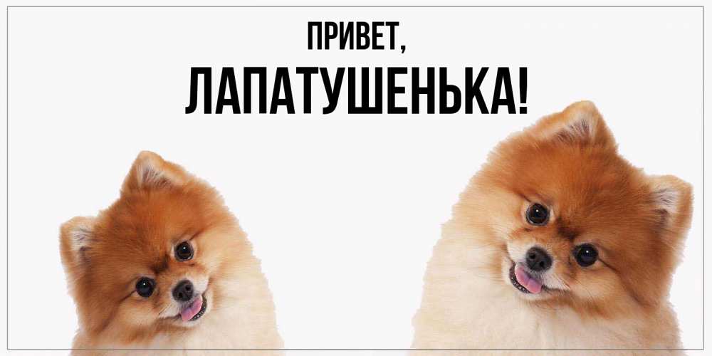 Открытка  для любимых и родных. лапатушенька, Привет  