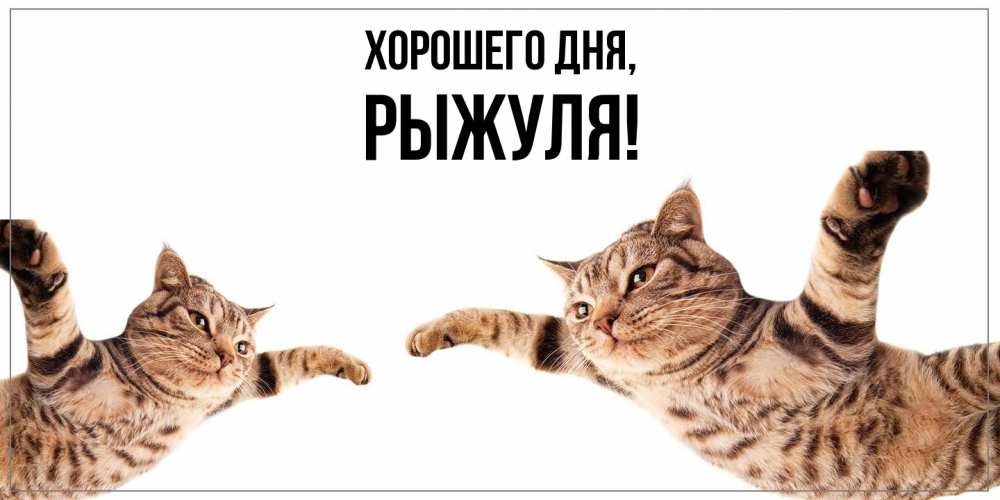 Открытка  для любимых и родных. рыжуля, Хорошего дня  