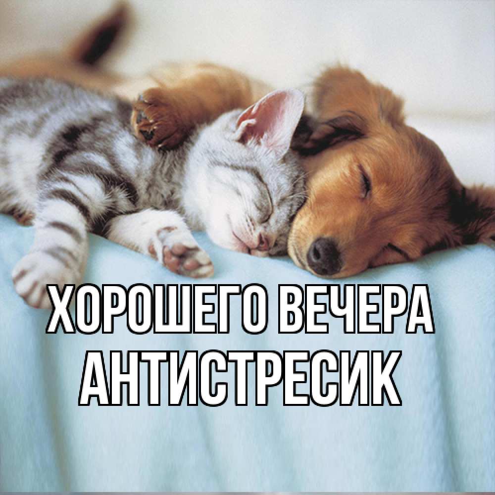 Открытка  для любимых и родных. антистресик, Хорошего вечера  