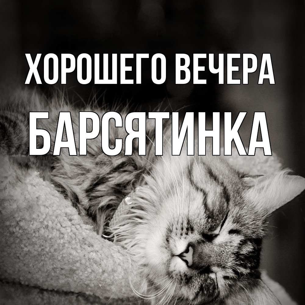 Открытка  для любимых и родных. барсятинка, Хорошего вечера  