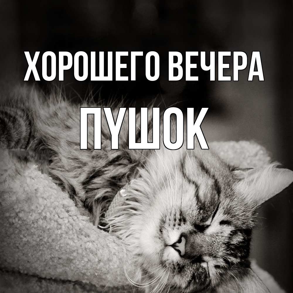 Открытка  для любимых и родных. пyшок, Хорошего вечера  