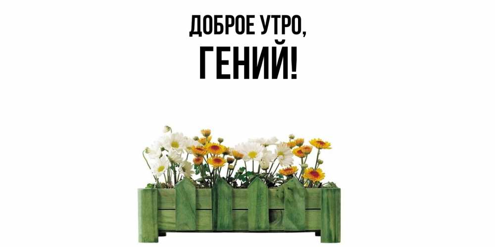 Открытка  для любимых и родных. гений, Доброе утро  
