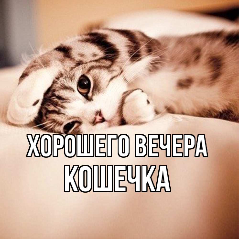 Открытка  для любимых и родных. Кошечка, Хорошего вечера  
