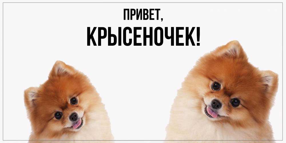 Открытка с именем, крысеночек, Привет