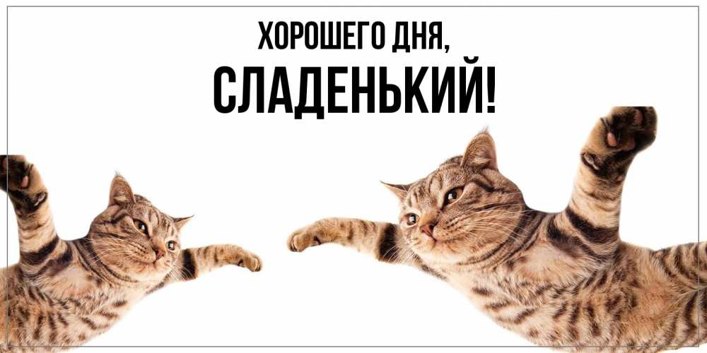 Открытка  для любимых и родных. сладенький, Хорошего дня  