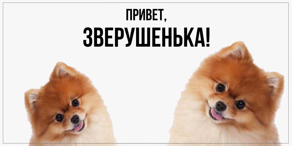 Открытка  для любимых и родных. зверушенька, Привет  