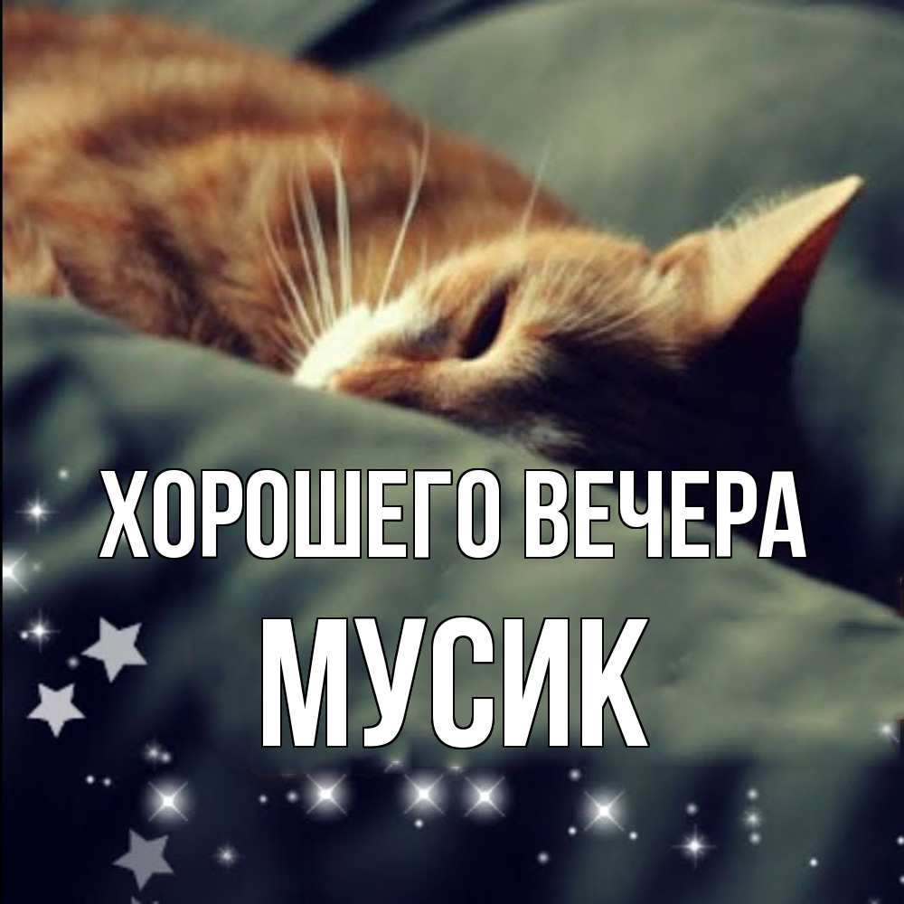Открытка  для любимых и родных. мусик, Хорошего вечера  
