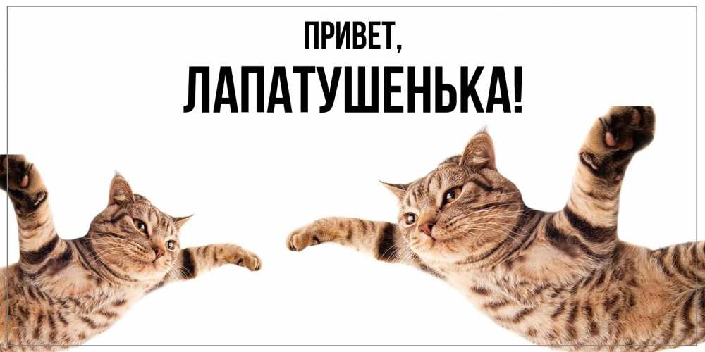 Открытка  для любимых и родных. лапатушенька, Привет  