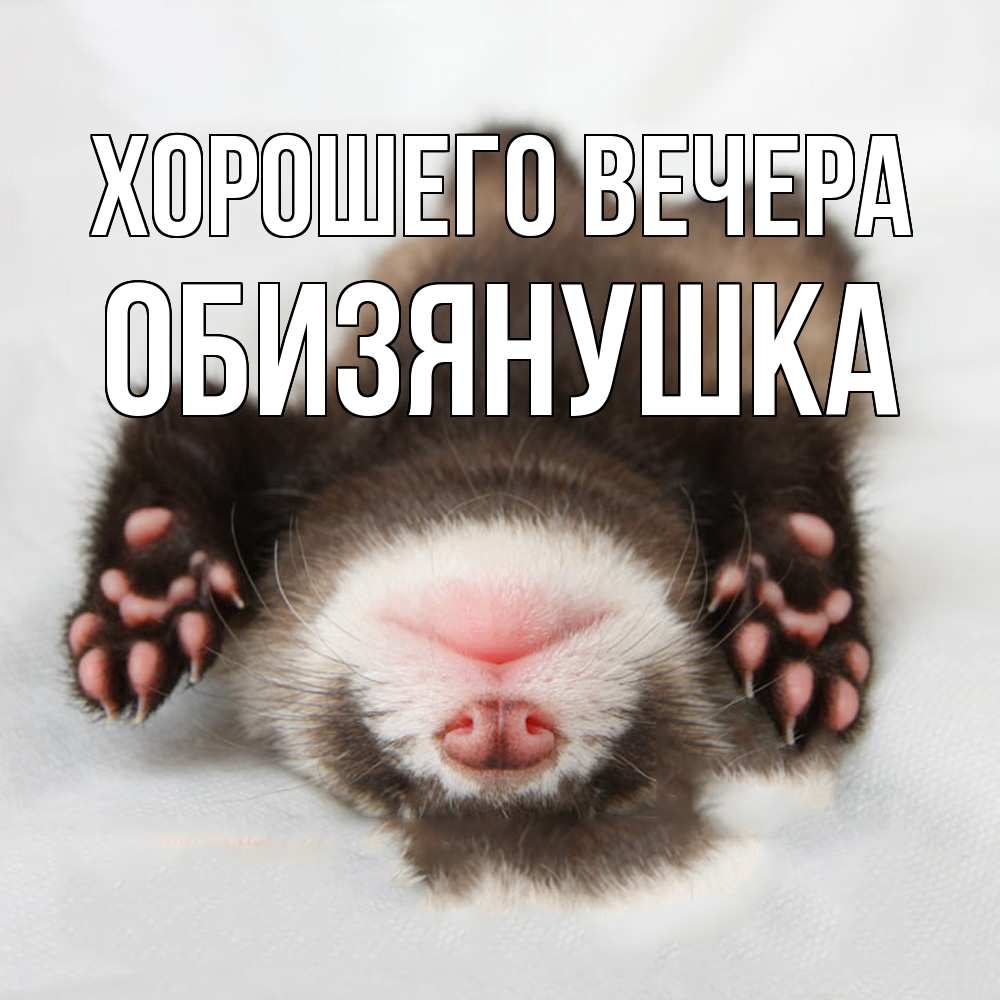 Открытка  для любимых и родных. обизянушка, Хорошего вечера  
