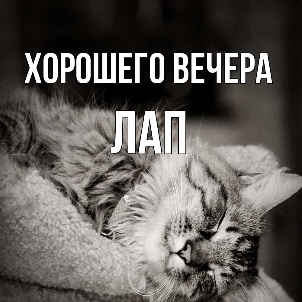 Открытка  для любимых и родных. лап, Хорошего вечера  