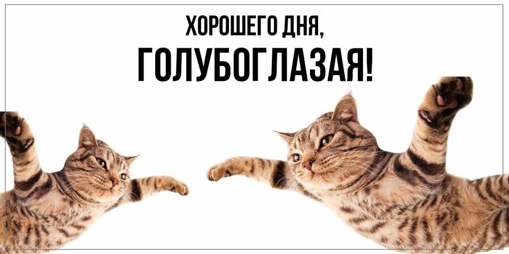 Открытка  для любимых и родных. голубоглазая, Хорошего дня  