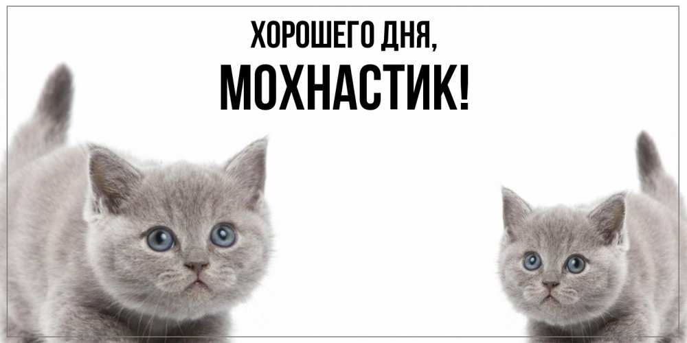 Открытка  для любимых и родных. мохнастик, Хорошего дня  