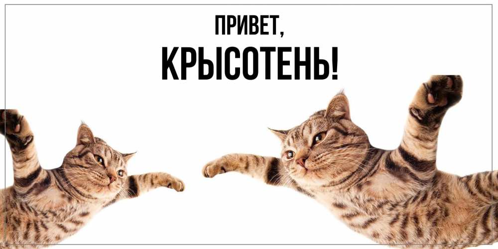 Открытка  для любимых и родных. крысотень, Привет  