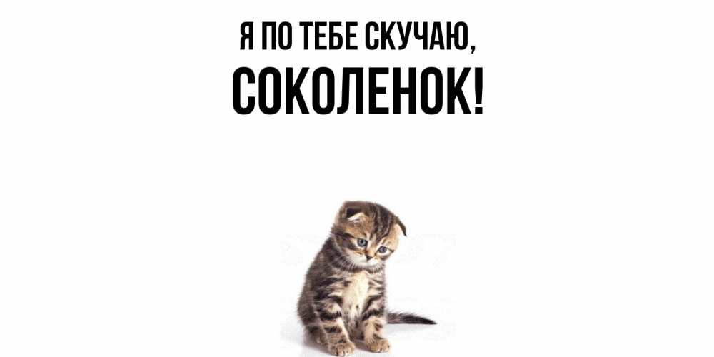 Картинка Я по тебе скучаю, соколенок