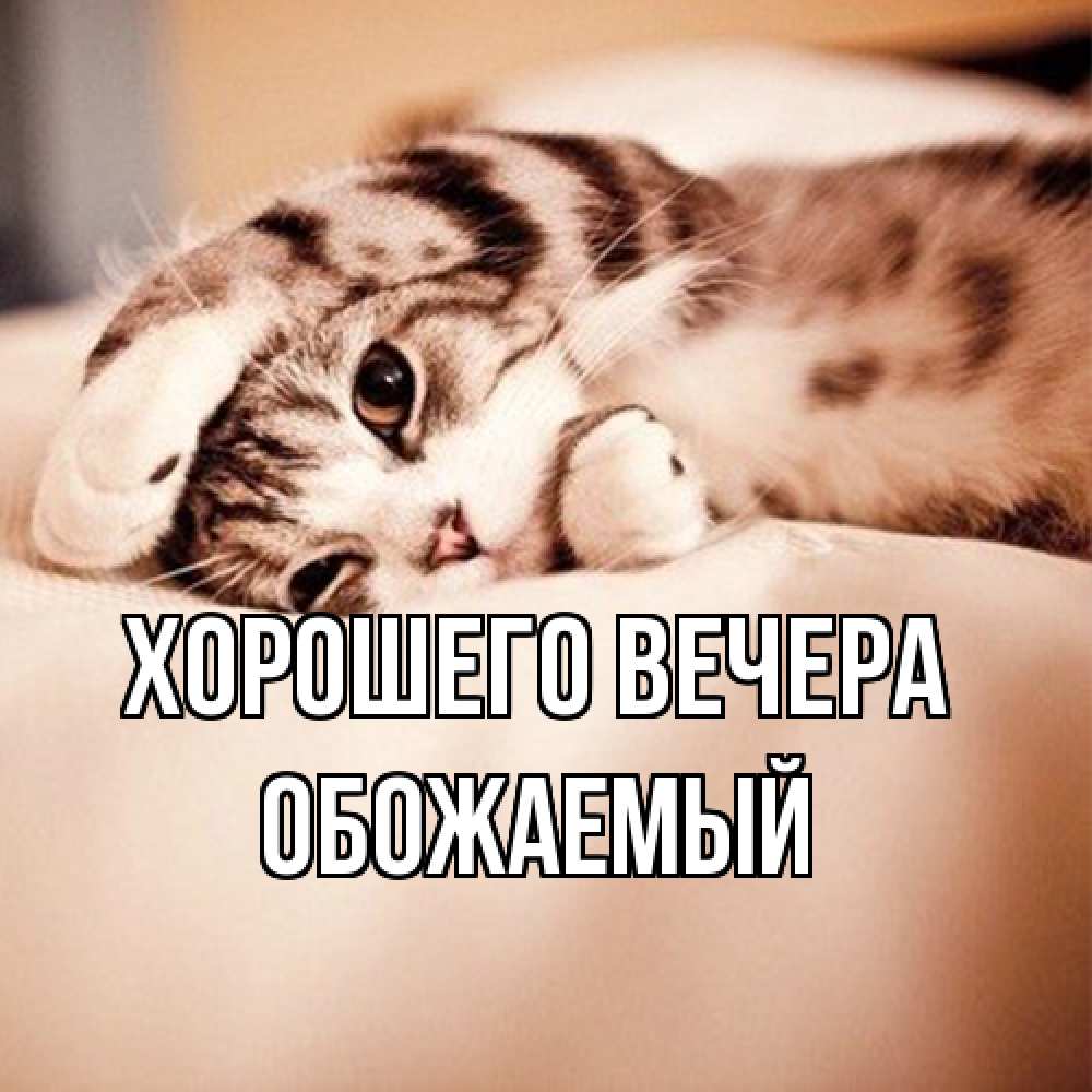 Открытка  для любимых и родных. обожаемый, Хорошего вечера  
