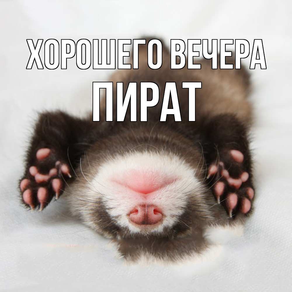 Открытка  для любимых и родных. пират, Хорошего вечера  