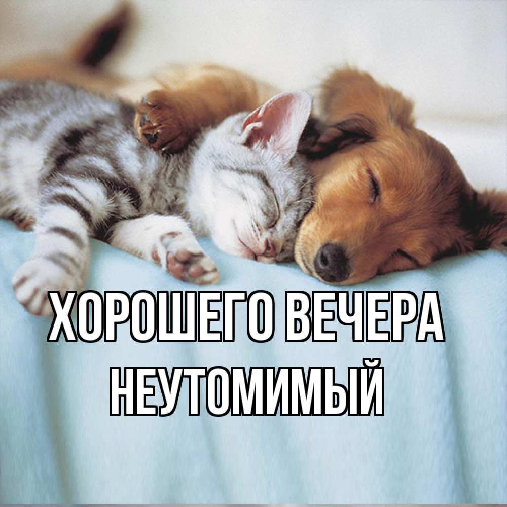 Открытка  для любимых и родных. неутомимый, Хорошего вечера  