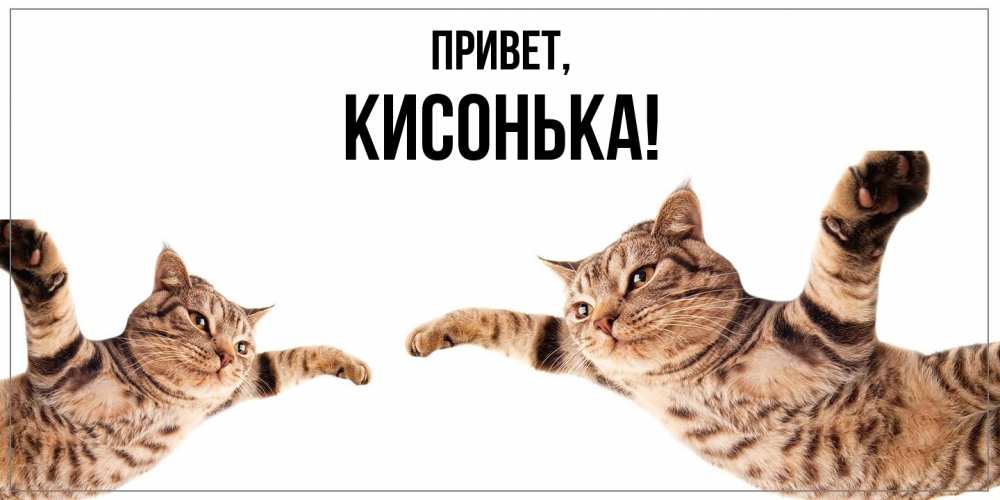Картинка Привет, кисонька