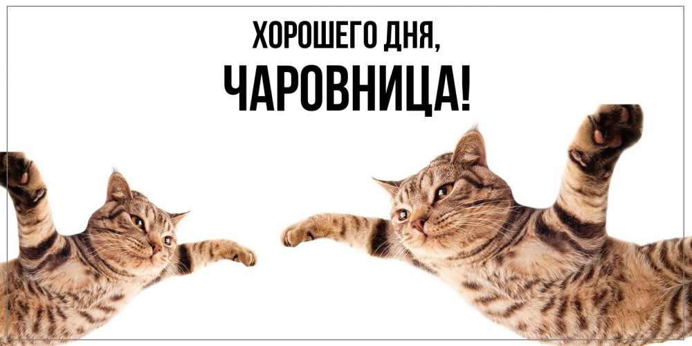 Открытка  для любимых и родных. чаровница, Хорошего дня  