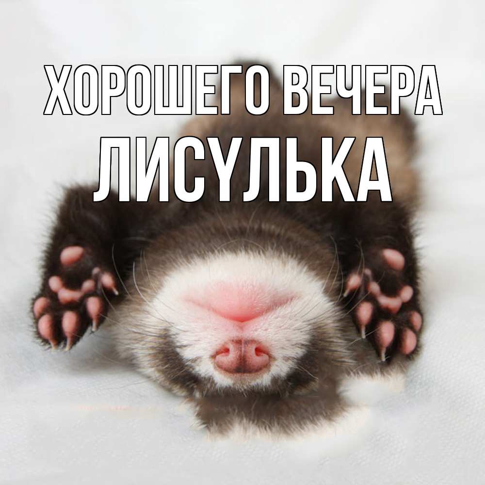 Открытка  для любимых и родных. лисyлька, Хорошего вечера  