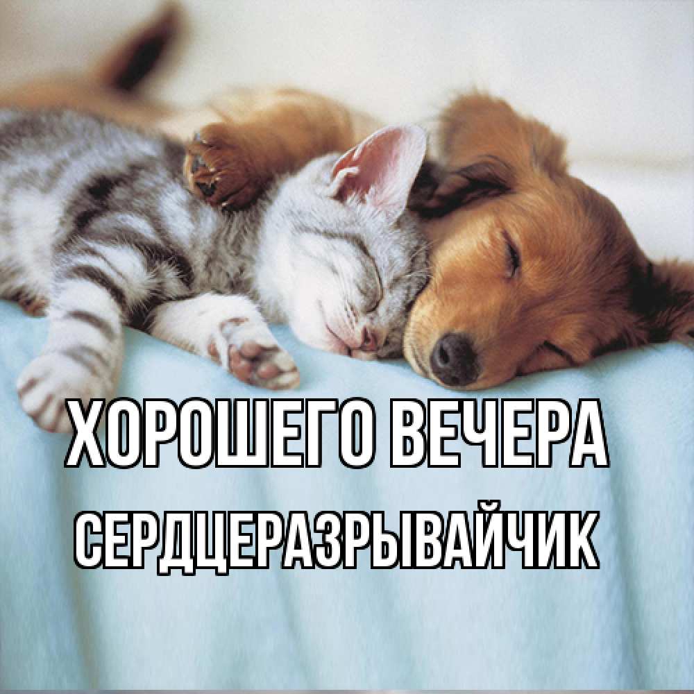 Открытка  для любимых и родных. сердцеразрывайчик, Хорошего вечера  