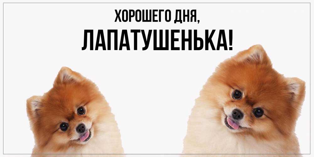 Открытка  для любимых и родных. лапатушенька, Хорошего дня  