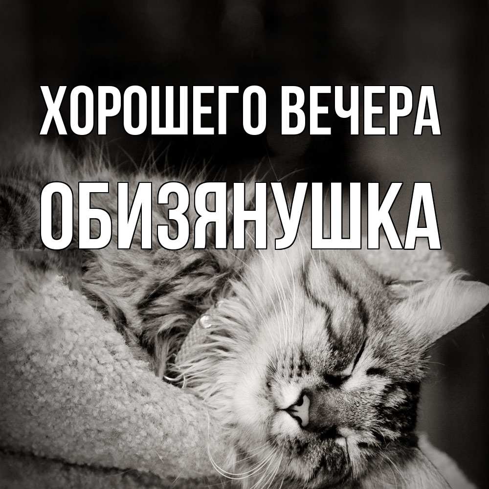 Открытка  для любимых и родных. обизянушка, Хорошего вечера  