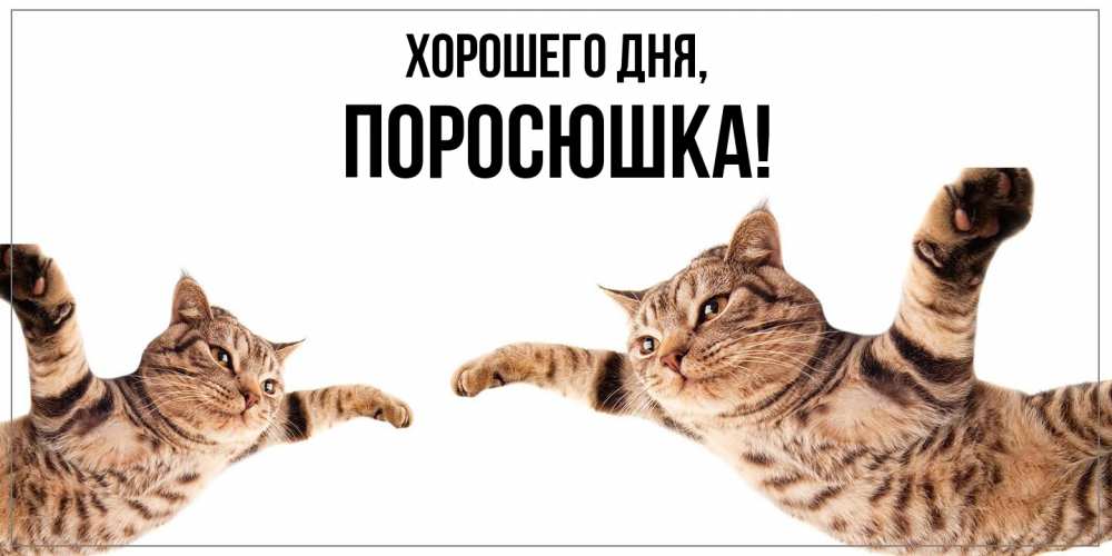 Открытка  для любимых и родных. поросюшка, Хорошего дня  