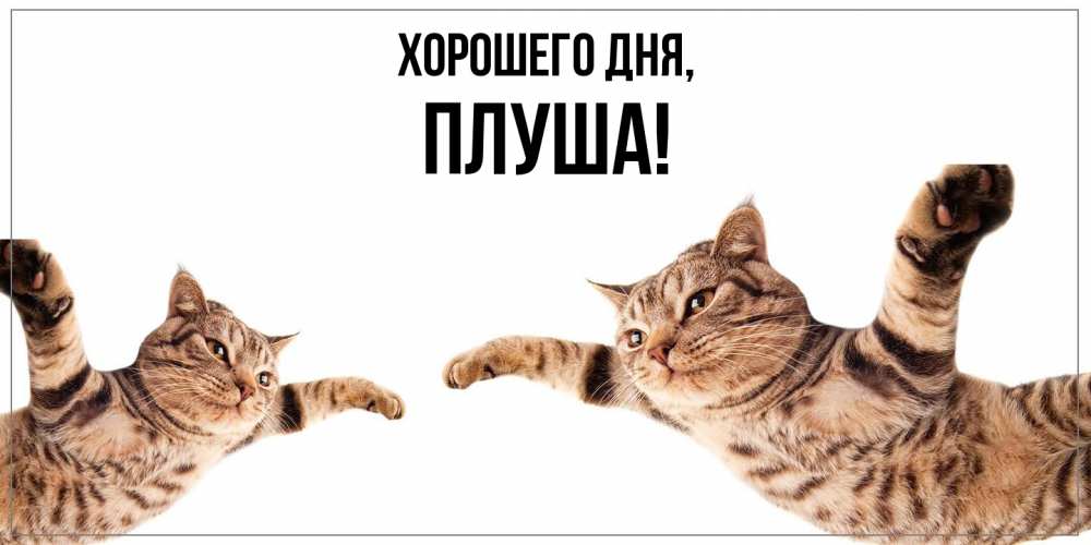 Открытка  для любимых и родных. плуша, Хорошего дня  