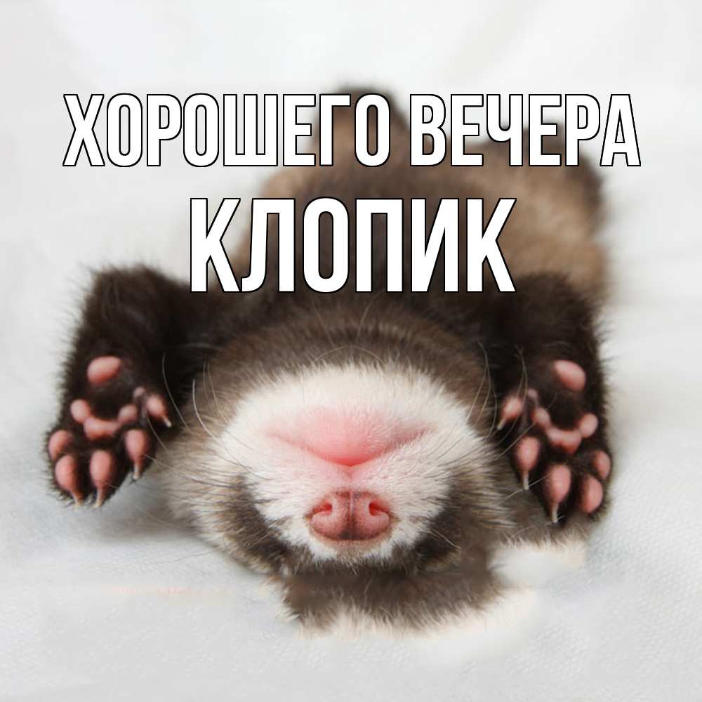 Открытка  для любимых и родных. клопик, Хорошего вечера  