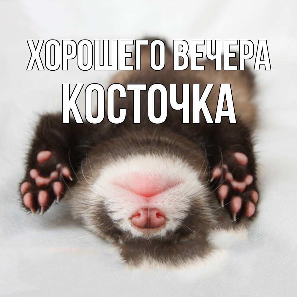 Открытка  для любимых и родных. косточка, Хорошего вечера  