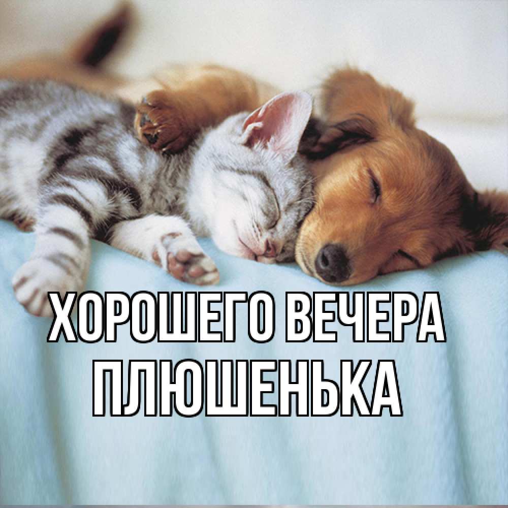 Открытка  для любимых и родных. плюшенька, Хорошего вечера  