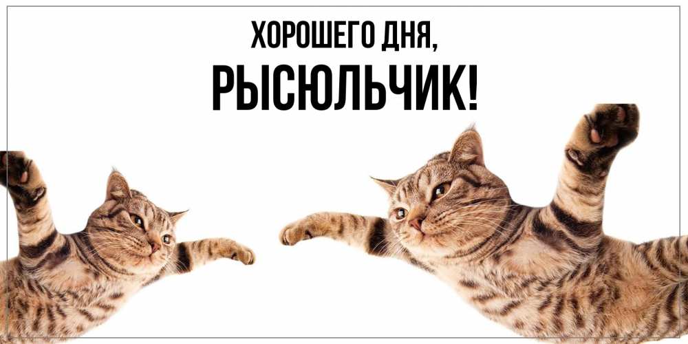 Открытка  для любимых и родных. рысюльчик, Хорошего дня  