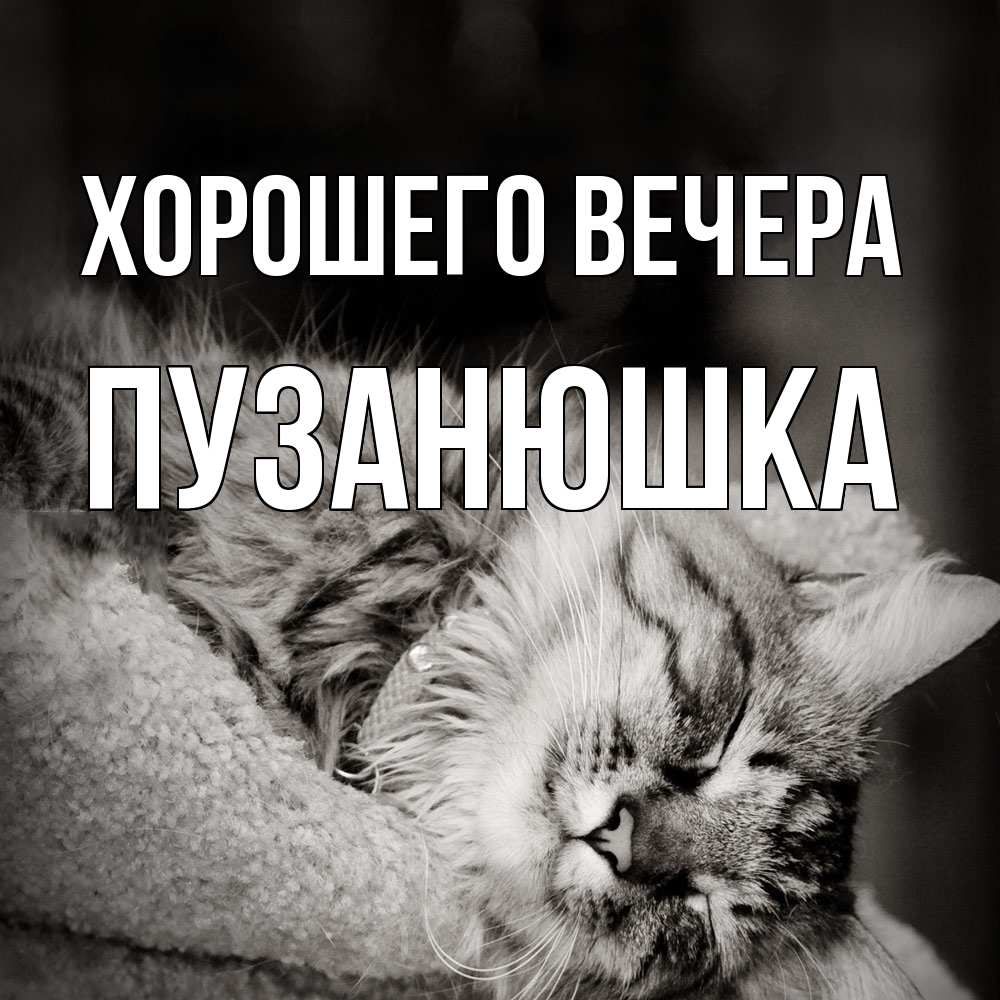 Открытка  для любимых и родных. пузанюшка, Хорошего вечера  