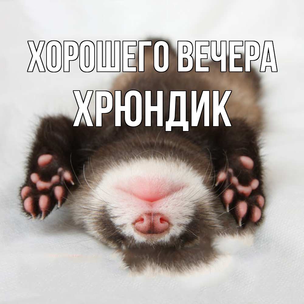 Открытка  для любимых и родных. хрюндик, Хорошего вечера  