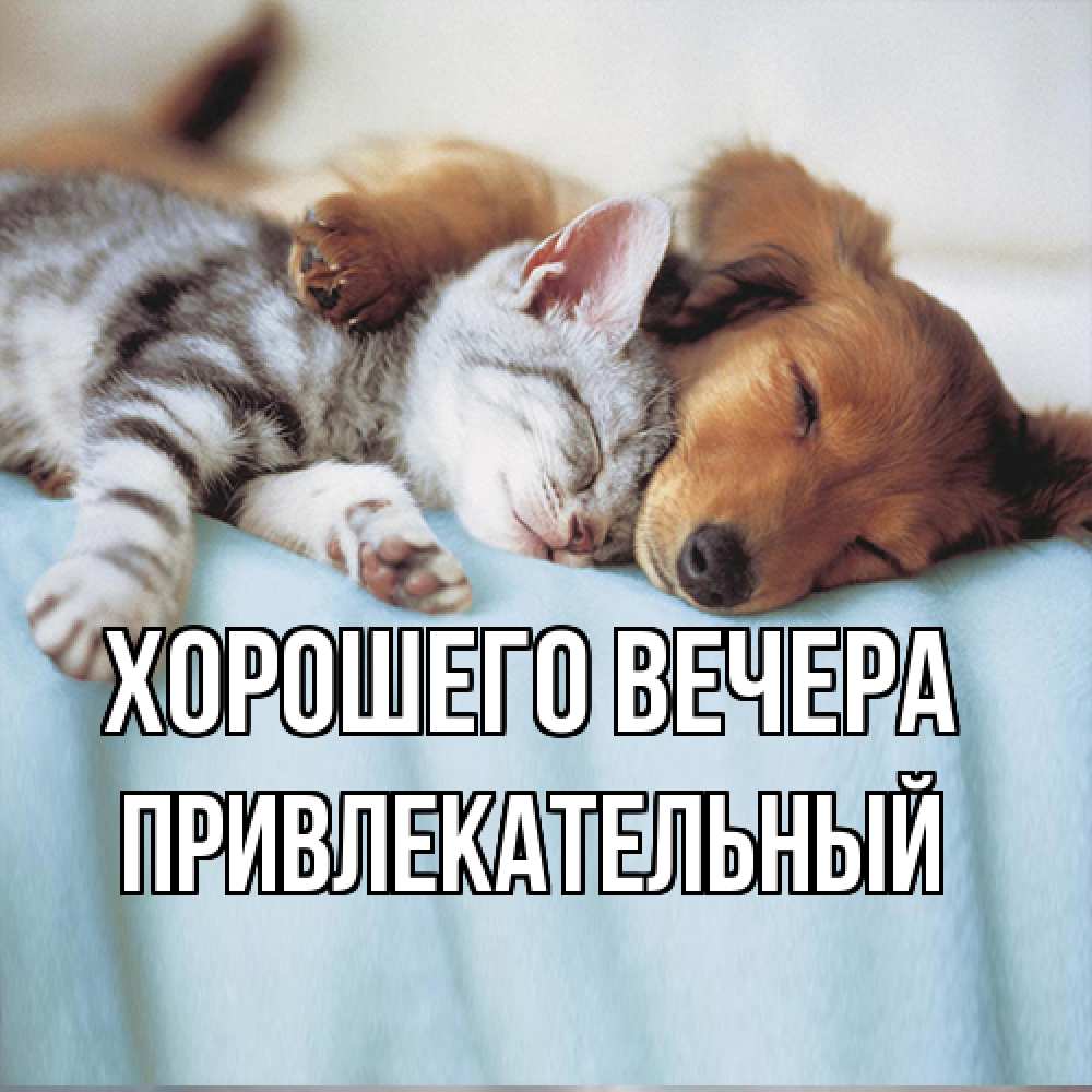 Открытка  для любимых и родных. привлекательный, Хорошего вечера  