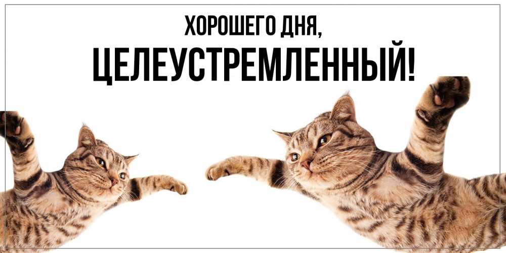 Открытка  для любимых и родных. целеустремленный, Хорошего дня  