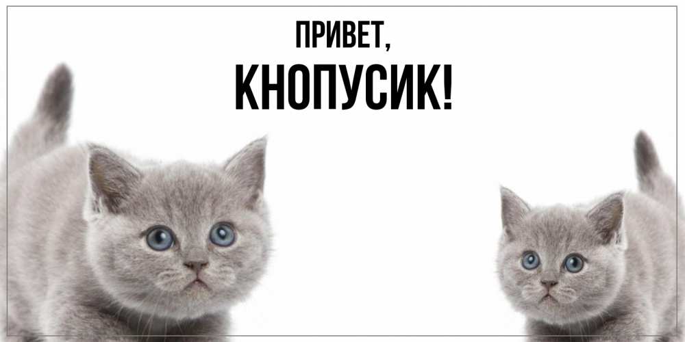 Открытка  для любимых и родных. кнопусик, Привет  