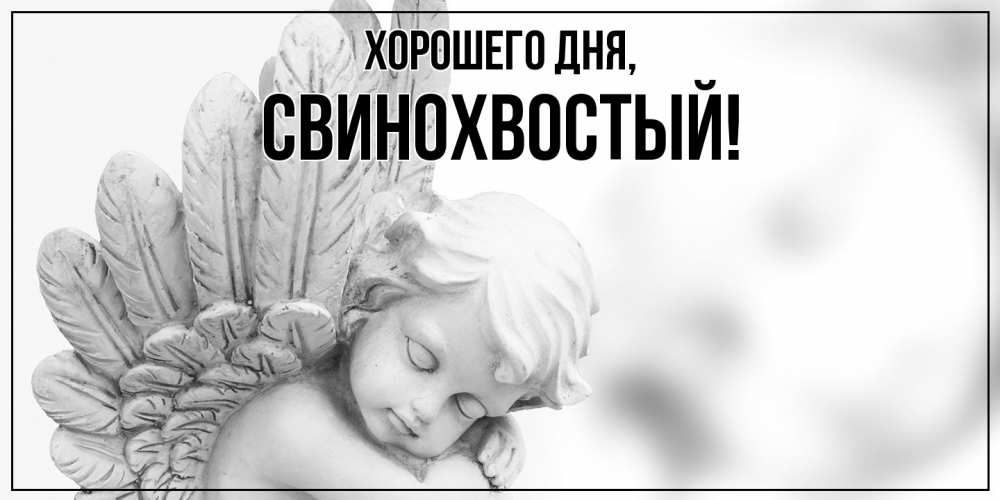 Открытка  для любимых и родных. свинохвостый, Хорошего дня  