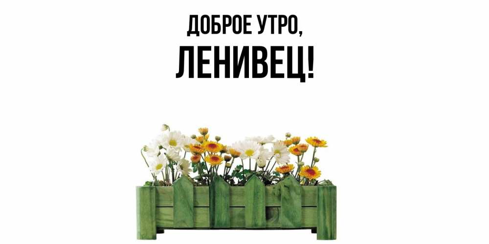 Картинка Доброе утро, ленивец